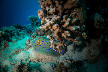 Bluepointed stingray in the red sea egypt