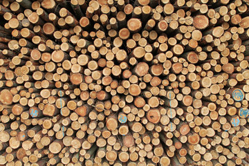 Geschlagene Baumstämme im Wald gestapelt Tanne Fichte