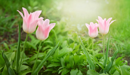 Spring garden. Tulips blooming in spring time. Spring or gardening background.