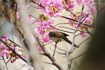 wild bird bulbul and cherry blossom