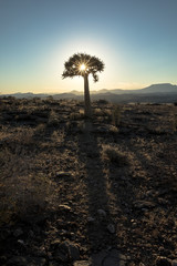 Quivertree in the Namib desert