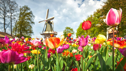 Blooming tulips in the park with a windmill at the background