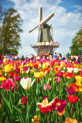 Blooming tulips in the park with a windmill at the background