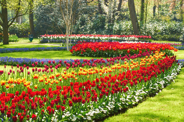 Blooming flowers in the green park in Holland