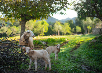 Obraz na płótnie Canvas Sheep Family at Mallorca Spain