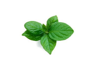 Green persimmon leaves on an isolated white background