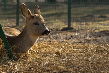 young deer laying on the ground, raised in captivity