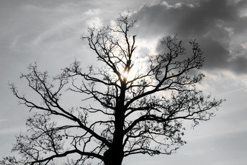 Silhouette of a big oak tree against sun