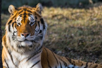 siberian tiger portrait close up