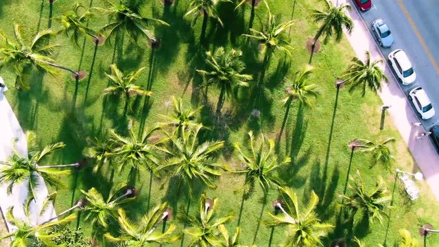 Palm trees at Ocean Drive Miami Beach from above.