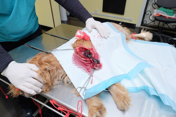 cut large hematoma tumor on the dog's leg. Removal surgically.