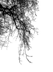 Realistic tree silhouette (Vector illustration).Eps10