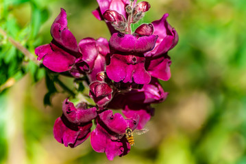 Bocca di lupo in primavera