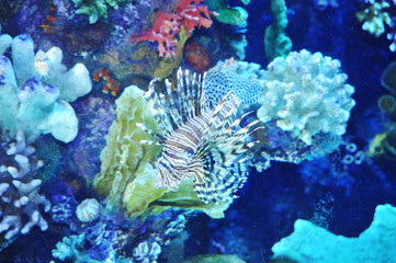 One fish in colorful aquarium blue background