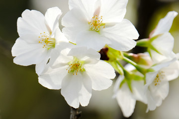 Naklejka na ściany i meble cherry blossom closeup