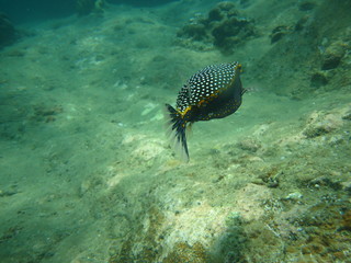 coral fish in Sri lanka 