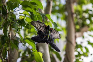 Butterfly molting