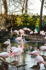 Naklejka premium Flamingos