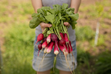 Red radishes. Farmer with harvest radishes. Farm fresh vegetables from the garden, organic farming concept.