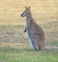 Red-Necked Wallaby