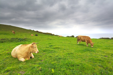 dos vacas pastando en un pardo verde con el cielo nublado