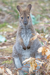 Red-Necked Wallaby