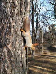 Squirrel on a pine trunk