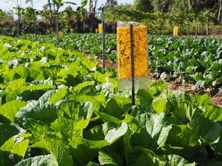 Insect trap (yellow tape) in the vegetables field. Pest control