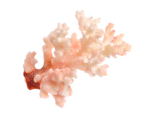 Piece of pink Coral isolated on white background