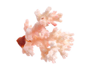 Piece of pink Coral isolated on white background. Full dept of field © spline_x