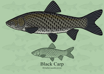 Black Carp. Vector illustration with refined details and optimized stroke that allows the image to be used in small sizes (in packaging design, decoration, educational graphics, etc.)