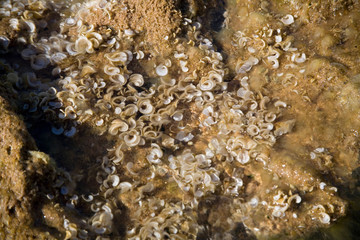 Crystal clear water moving on sand and algae