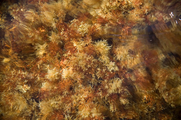 Fototapeta na wymiar Crystal clear water moving on sand and algae