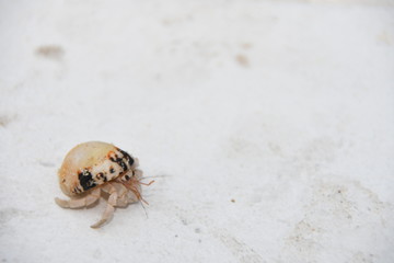 ヤドカリとテーブル