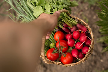 Close-up of a man holding a basket of vegetables and cucumbers. Horizontal view.