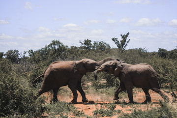 Battle of elephants
