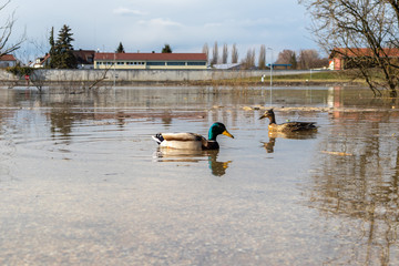 Fototapete bei efototapeten.de bestellen   