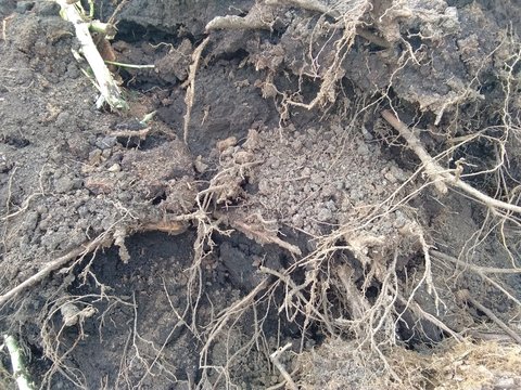 Roots Of A Collapsed Tree