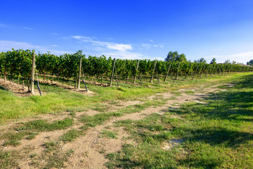 typical vineyard in northern Italy Trentino