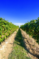 Fototapeta na wymiar typical vineyard in northern Italy Trentino