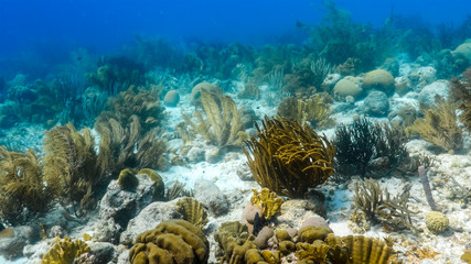 Naklejka na ściany i meble Seascape of coral reef in the Caribbean Sea around Curacao at dive site Scooter with various corals and sponges