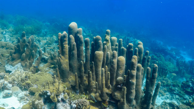 Seascape of coral reef in the Caribbean Sea around Curacao at dive site Scooter with various corals and sponges