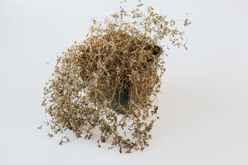 Dried plant in a pot