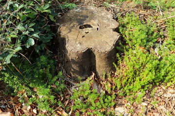 草むらと切り株