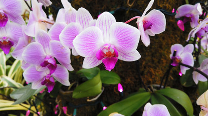 Close up of beautiful pink orchid flowers