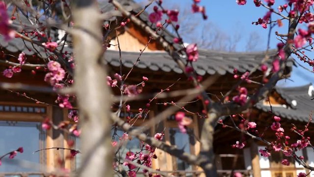 Beautiful cherry blossom tree in front of tea house in South Korea.