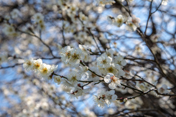 初春の花梅