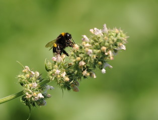 Erdhummel auf der Blüte der Zitronenmelisse