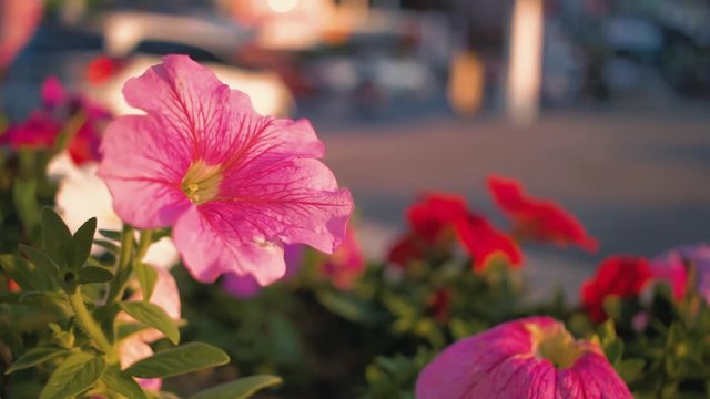 Flowers in the City