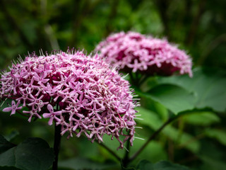 Clerodendrum bungei with a beautiful purple cap of fragrant inflorescences in our garden. Flower in natural sunlight on the dark green background of his foliage. Close-up